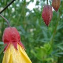 Picasa 2.7